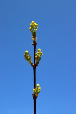 Acer truncatum - javor uťatý - květy